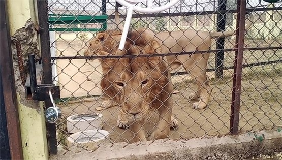 मीटकेक काटकर मनाया भरत, रूपा और सोना का पहला बर्थडे