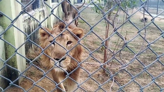 मीटकेक काटकर मनाया भरत, रूपा और सोना का पहला बर्थडे