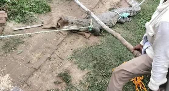 घर में घुसा 5 फीट लंबा मगरमच्छ, रातभर अटकी रही लोगों की सांस