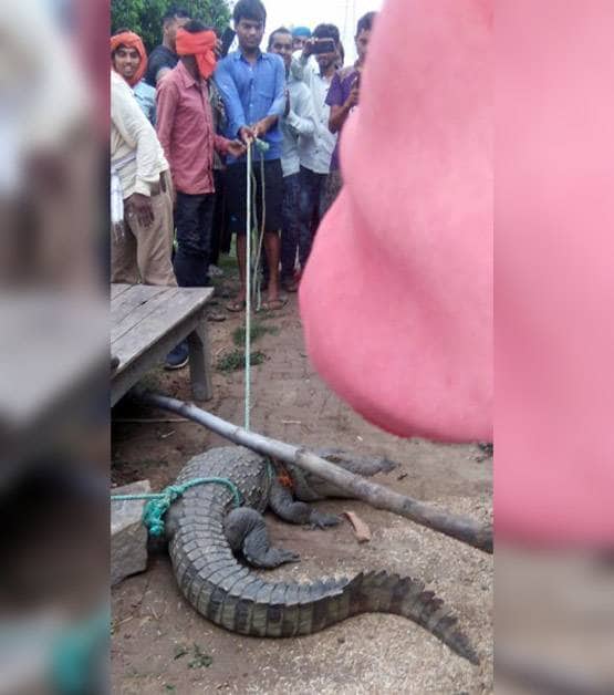 घर में घुसा 5 फीट लंबा मगरमच्छ, रातभर अटकी रही लोगों की सांस