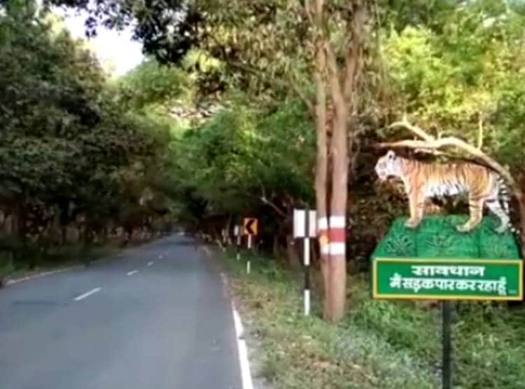 जंगल से निकल अचानक सड़क पार करने लगा बाघ, लग गया जाम