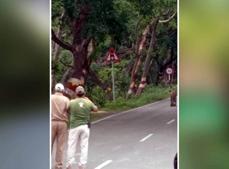 जंगल से निकल अचानक सड़क पार करने लगा बाघ, लग गया जाम