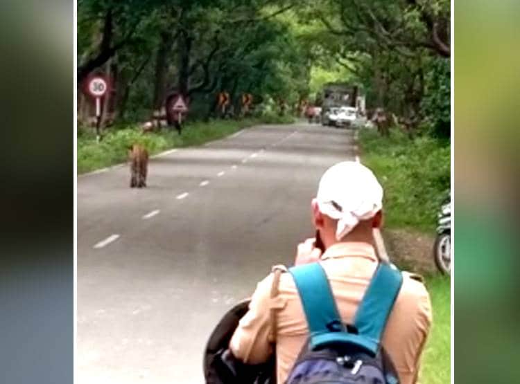 जंगल से निकल अचानक सड़क पार करने लगा बाघ, लग गया जाम