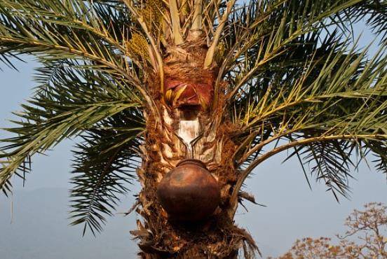 अब ताड़ी बनाएगी आत्मनिर्भर, नीरा से बनेगी चॉकलेट-आइसक्रीम!