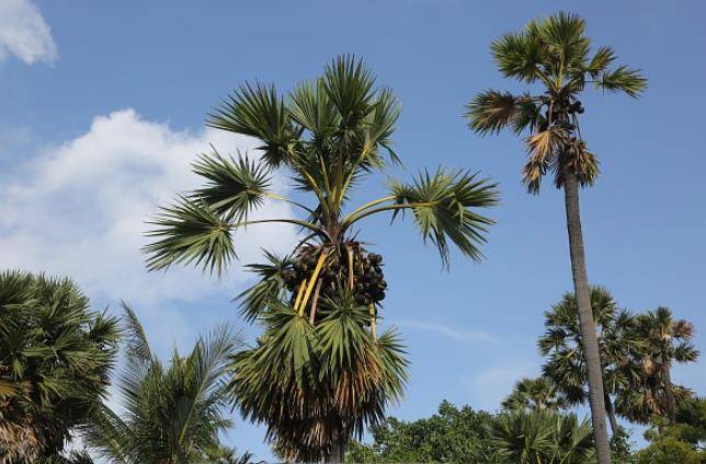अब ताड़ी बनाएगी आत्मनिर्भर, नीरा से बनेगी चॉकलेट-आइसक्रीम!
