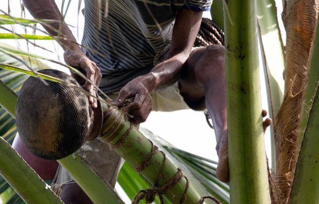 अब ताड़ी बनाएगी आत्मनिर्भर, नीरा से बनेगी चॉकलेट-आइसक्रीम!