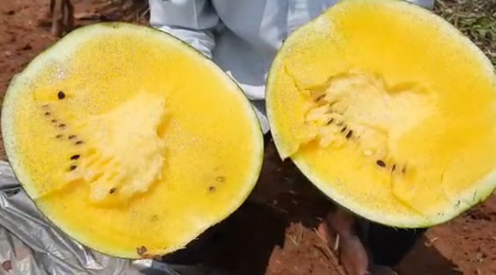 झारखंड के किसान ने उगाए अनोखे तरबूज, बाहर से हरे अंदर से पीले