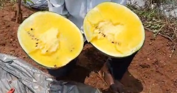 झारखंड के किसान ने उगाए अनोखे तरबूज, बाहर से हरे अंदर से पीले