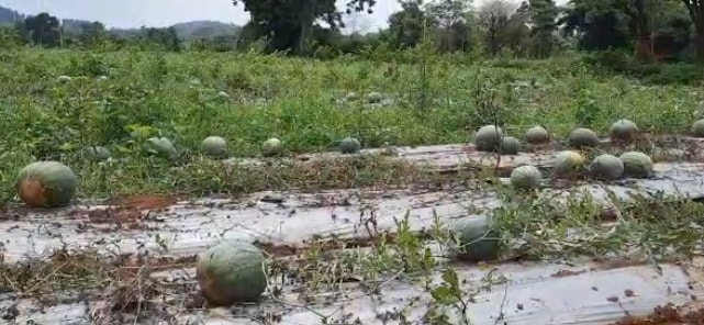 रामगढ़ के इस किसान ने उगाए ताइवान के पीले तरबूज, ऑनलाइन बीज किए थे ऑर्डर