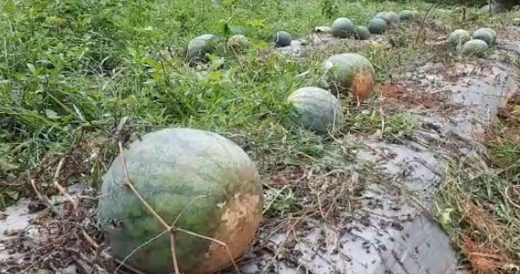 झारखंड के किसान ने उगाए अनोखे तरबूज, बाहर से हरे अंदर से पीले
