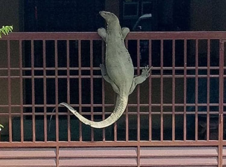 छिपकली को पकड़ कर जिंदा भूना, वीडियो वायरल होने पर गिरफ्तार