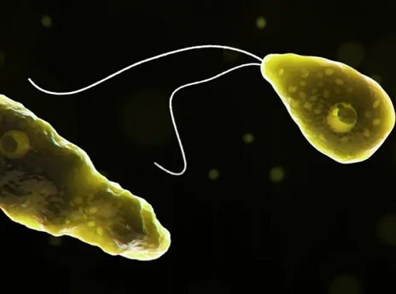 इंसानी दिमाग को चट करने वाले अमीबा का नया केस, डॉक्टरों ने चेताया