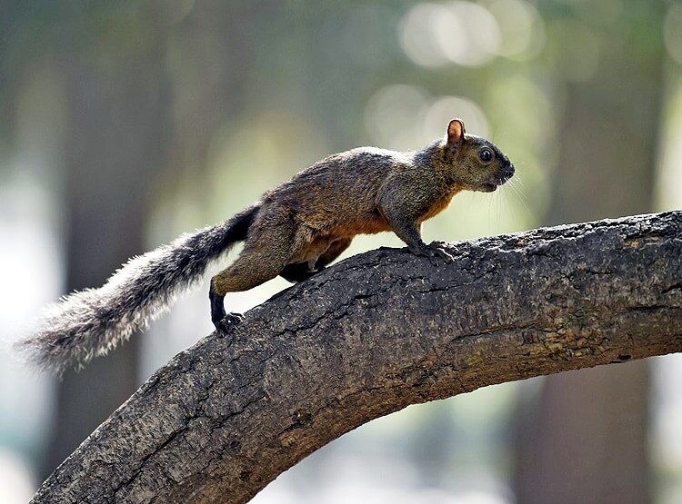 चीन से US पहुंची दूसरी खतरनाक बीमारी, गिलहरी में ब्यूबोनिक प्लेग का बैक्टीरिया