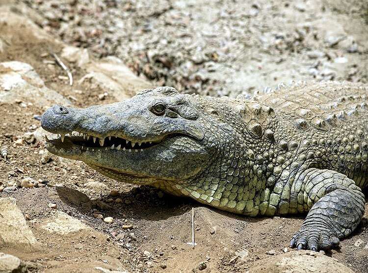 ओडिशा: 10 फीट के मगरमच्छ को मारकर खा गए लोग, गांव में बांटे टुकड़े