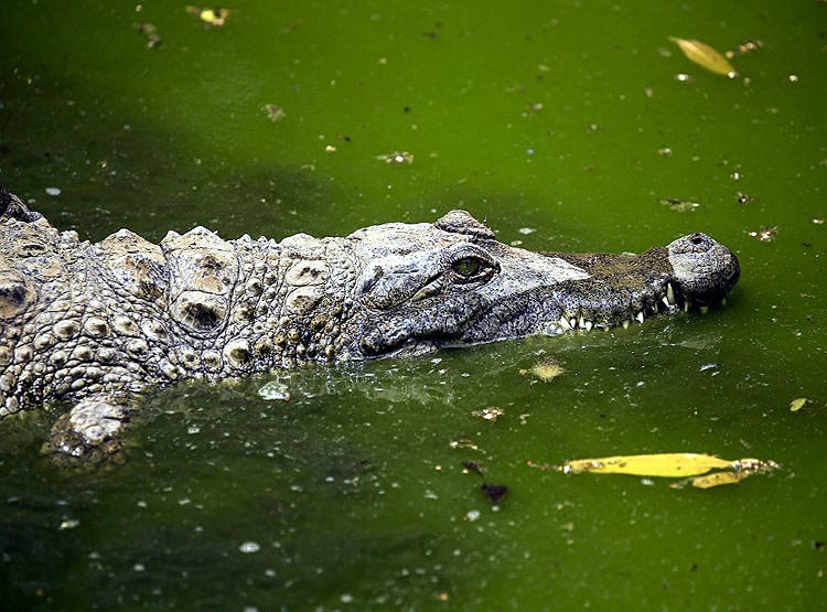 ओडिशा: 10 फीट के मगरमच्छ को मारकर खा गए लोग, गांव में बांटे टुकड़े