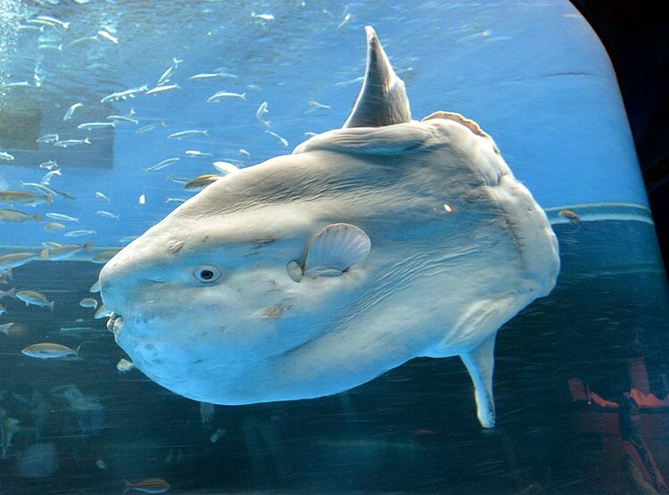 ऑस्ट्रेलिया के तट पर मिला एलियन जैसा जीव, देखकर हो जाएंगे हैरान