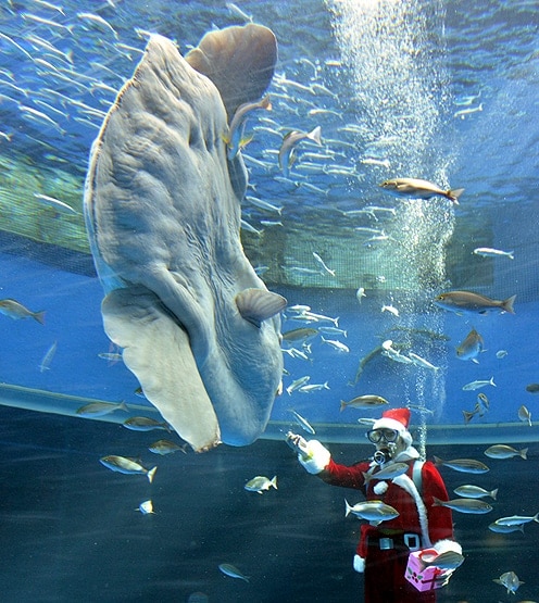 ऑस्ट्रेलिया के तट पर मिला एलियन जैसा जीव, देखकर हो जाएंगे हैरान