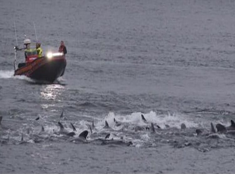 300 व्हेल मछलियों को मार डाला, समुद्र का पानी भी खून से हो गया लाल