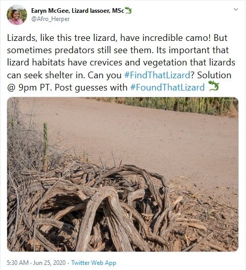 लकड़ी के ढेर में छिपी छिपकली की तस्वीर वायरल, खोज पाएंगे आप?