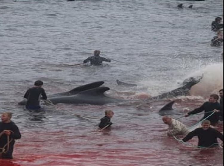 300 व्हेल मछलियों को मार डाला, समुद्र का पानी भी खून से हो गया लाल