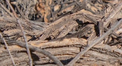 लकड़ी के ढेर में छिपी छिपकली की तस्वीर वायरल, खोज पाएंगे आप?