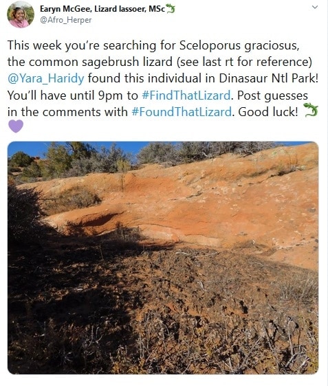 लकड़ी के ढेर में छिपी छिपकली की तस्वीर वायरल, खोज पाएंगे आप?