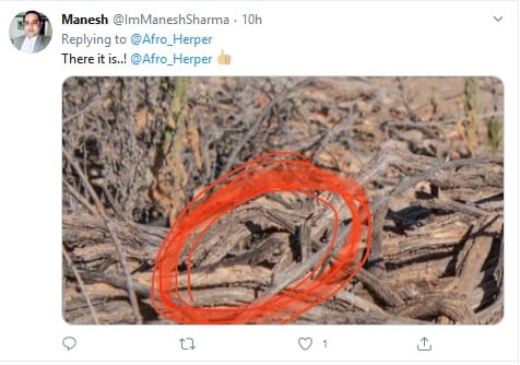 लकड़ी के ढेर में छिपी छिपकली की तस्वीर वायरल, खोज पाएंगे आप?