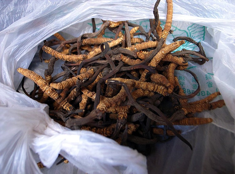 20 लाख रु. KG बिकता है ये कीड़ा, चीन की वजह से चौपट हुआ कारोबार