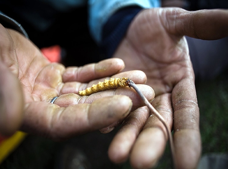 20 लाख रु. KG बिकता है ये कीड़ा, चीन की वजह से चौपट हुआ कारोबार