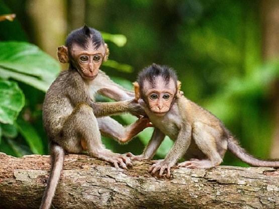 Moderna की वैक्सीन ने बचाई 16 बंदरों की जान, 30,000 लोगों की रिपोर्ट जल्द