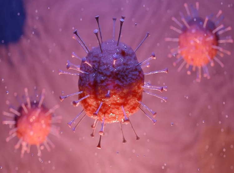 पालतू बिल्ली को मालिक से हुआ कोरोना, एक्सपर्ट की लोगों को चेतावनी