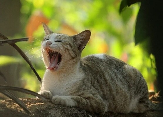 पालतू बिल्ली को मालिक से हुआ कोरोना, एक्सपर्ट की लोगों को चेतावनी