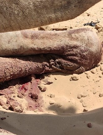 बेरहम इंसानों ने तोड़ दी ऊंटनी की टांग, सड़क किनारे 4 दिन से तड़प रही