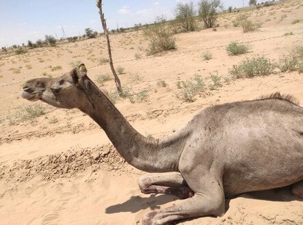 बेरहम इंसानों ने तोड़ दी ऊंटनी की टांग, सड़क किनारे 4 दिन से तड़प रही