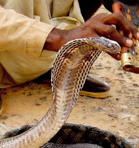 नाग पंचमी के दिन भूलकर भी नहीं करने चाहिए ये 5 काम