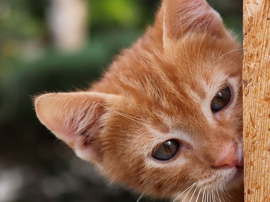 पालतू बिल्ली को मालिक से हुआ कोरोना, एक्सपर्ट की लोगों को चेतावनी