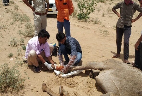 बेरहम इंसानों ने तोड़ दी ऊंटनी की टांग, सड़क किनारे 4 दिन से तड़प रही