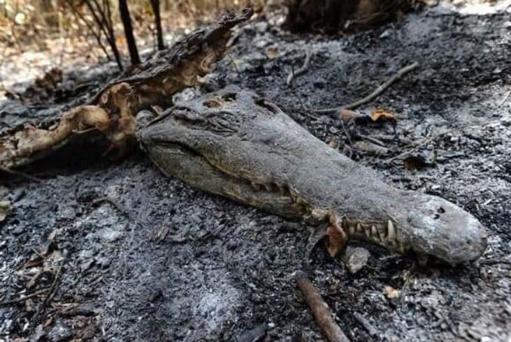 जंगलों में लगी ऐसी आग, 3 अरब जानवर और पक्षी जलकर खाक