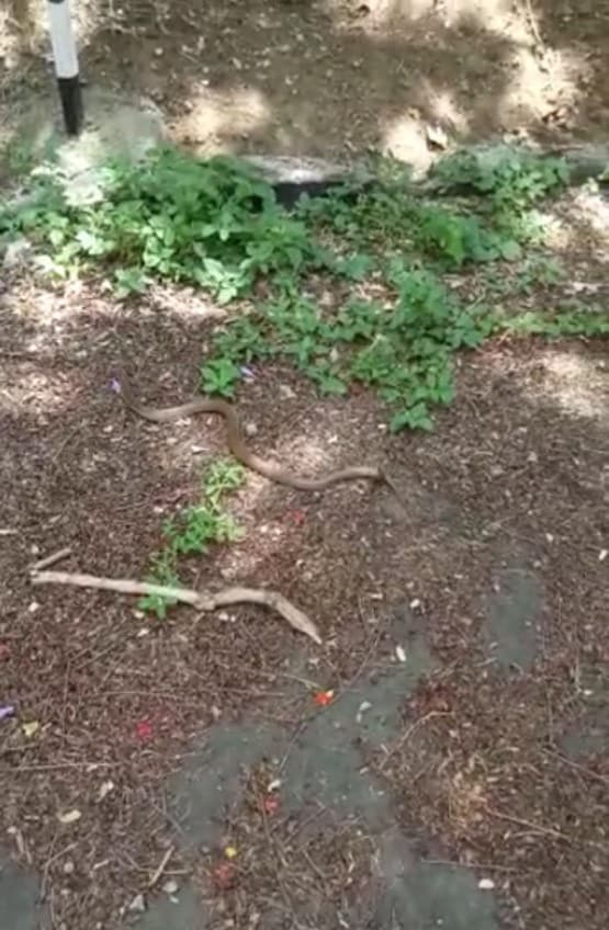 सांप ने खाया सांप, इस खूनी संघर्ष को देखकर लोग गए कांप