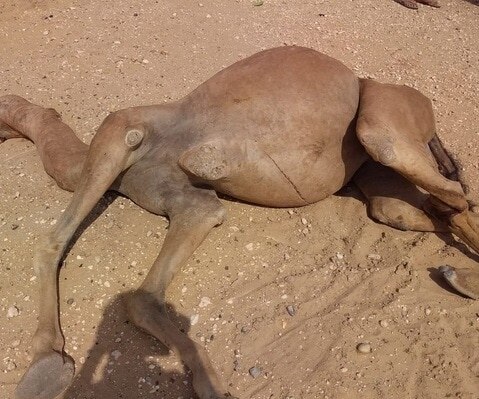 बेरहम इंसानों ने तोड़ दी ऊंटनी की टांग, सड़क किनारे 4 दिन से तड़प रही