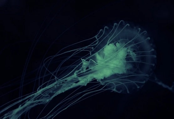 इंसानी दिमाग को चट करने वाले अमीबा का नया केस, डॉक्टरों ने चेताया