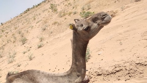 बेरहम इंसानों ने तोड़ दी ऊंटनी की टांग, सड़क किनारे 4 दिन से तड़प रही