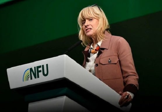 पालतू बिल्ली को मालिक से हुआ कोरोना, एक्सपर्ट की लोगों को चेतावनी