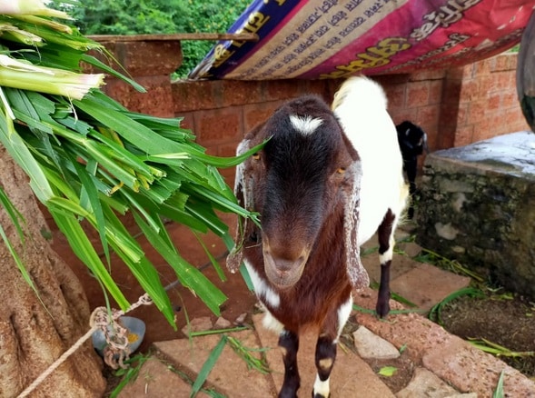 इस बकरे के सिर पर बना है चांद, कीमत जानकर हो जाएंगे हैरान