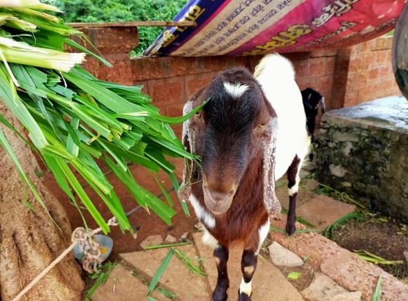 इस बकरे के सिर पर बना है चांद, कीमत जानकर हो जाएंगे हैरान