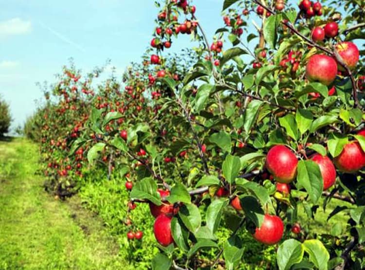 नेपाल से बिगड़े रिश्तों से भारत के इस राज्य को हुआ बड़ा नुकसान