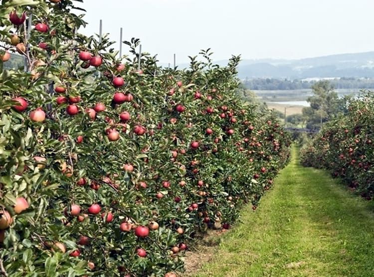 नेपाल से बिगड़े रिश्तों से भारत के इस राज्य को हुआ बड़ा नुकसान