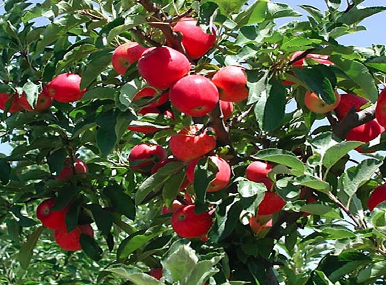 नेपाल से बिगड़े रिश्तों से भारत के इस राज्य को हुआ बड़ा नुकसान