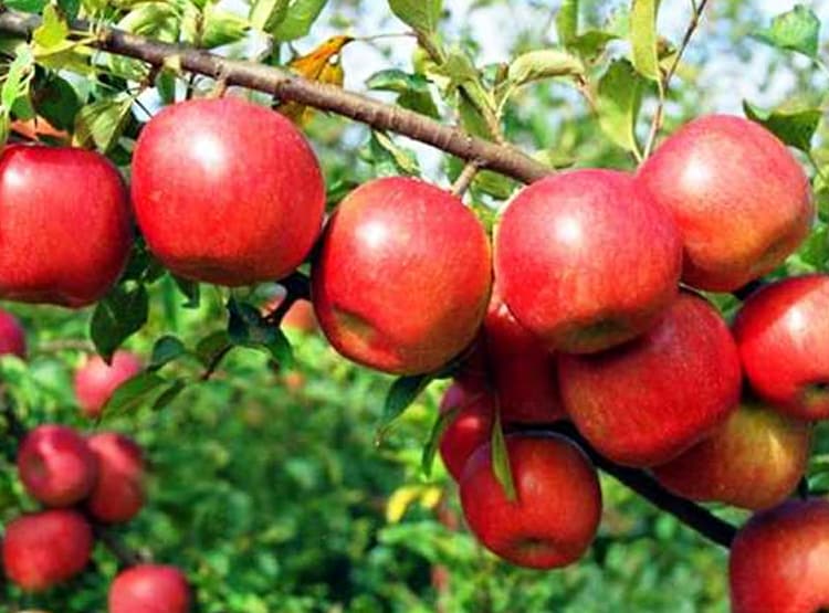 नेपाल से बिगड़े रिश्तों से भारत के इस राज्य को हुआ बड़ा नुकसान