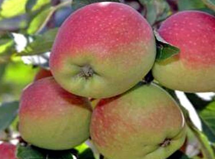 नेपाल से बिगड़े रिश्तों से भारत के इस राज्य को हुआ बड़ा नुकसान